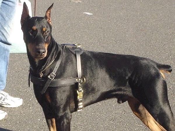 Great Attack Training Leather Canine Harness for Large/Medium Breed Dogs